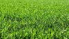 Pourquoi et comment scarifier sa pelouse pour obtenir un gazon luxuriant