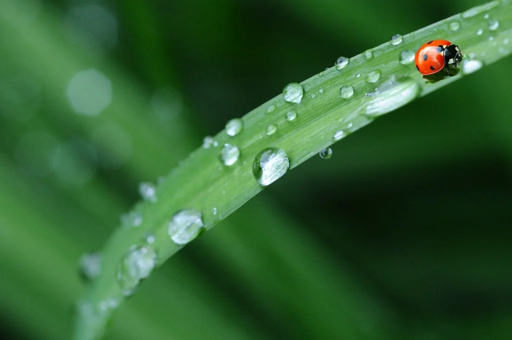 Une coccinelle sur une herbe avec des gouttes d'eau.