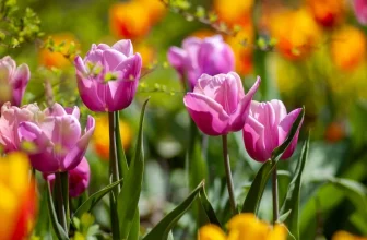 Que faire au jardin au printemps.