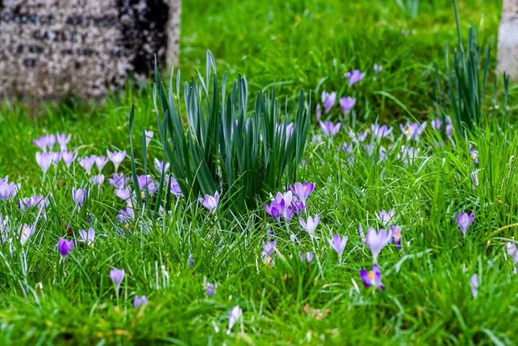 Des fleurs violettes dans une pelouse verte.